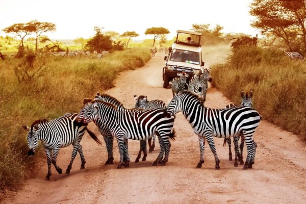 7-Day Tanzania Budget Safari 7-Day Tanzania Budget Safari
