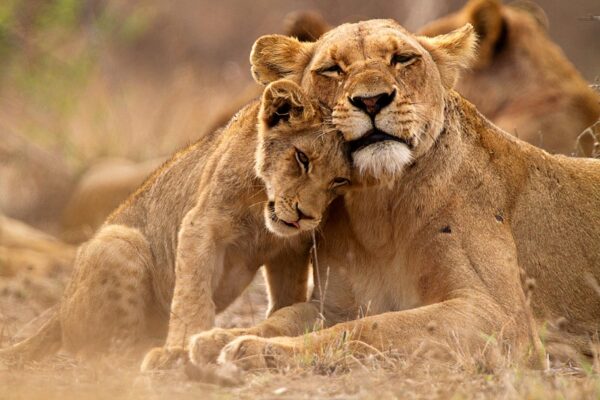 7-Day Uganda Gorilla & Big Five Safari 7-Day Uganda Gorilla & Big Five Safari