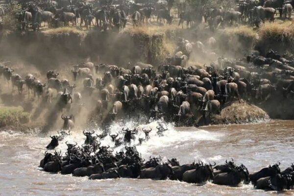 8-Day Kenya Migration & Conservation Luxury Safari