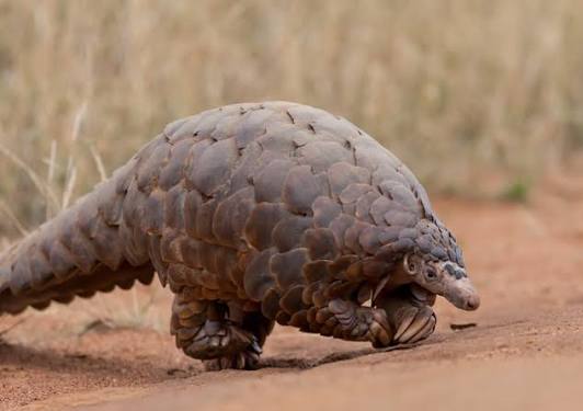 African Animals African Animals