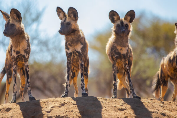 African Animals African Animals