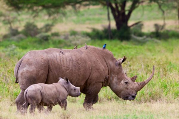 African Animals African Animals