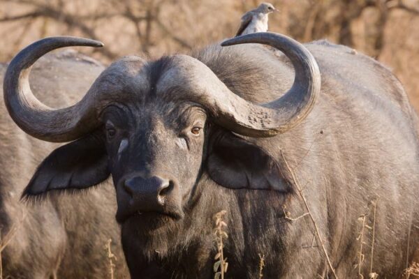 African Buffalo African Buffalo