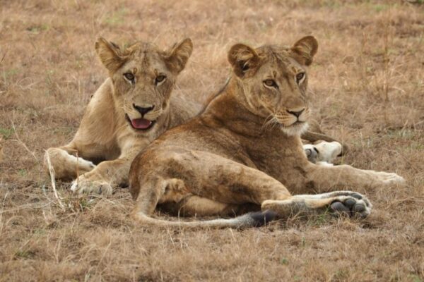 Big 5 Safaris In Kenya Big 5 Safaris In Kenya