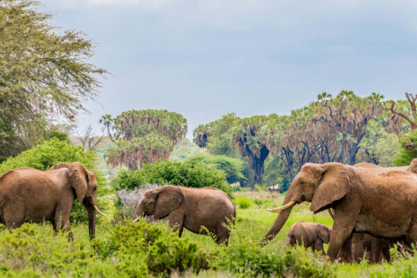 Big 5 Safaris In Kenya Big 5 Safaris In Kenya