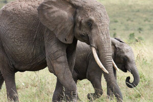 Big 5 Safaris In Kenya Big 5 Safaris In Kenya