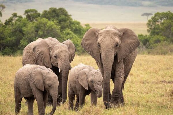 Big 5 Safaris In Kenya Big 5 Safaris In Kenya