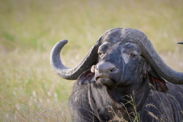 Big 5 Safaris In Kenya Big 5 Safaris In Kenya