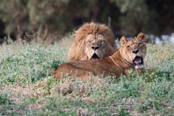 Big 5 Safaris In Tanzania Big 5 Safaris In Tanzania
