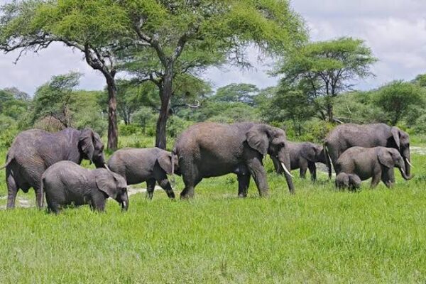 Big 5 Safaris In Tanzania Big 5 Safaris In Tanzania