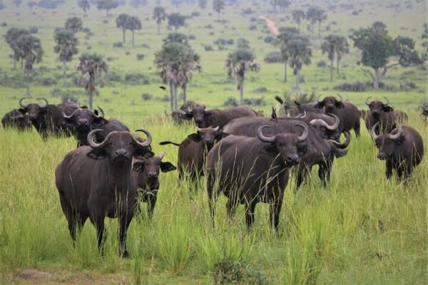 Big 5 Safaris In Tanzania Big 5 Safaris In Tanzania