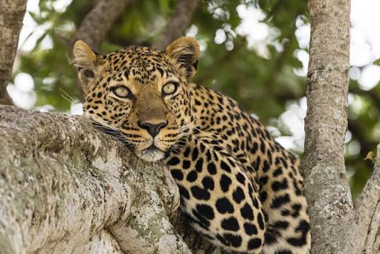 Big 5 Safaris In Tanzania Big 5 Safaris In Tanzania