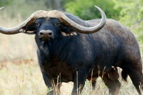 Classic 7-Day Big Five Itinerary (Murchison, Queen Elizabeth & Ziwa)