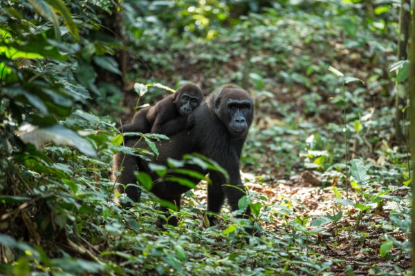 Congo Safari Cost Congo Safari Cost