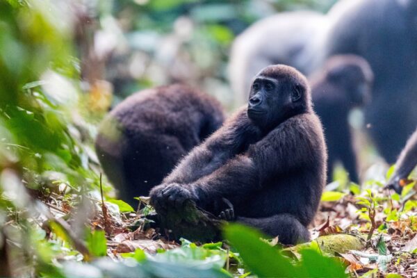 Congo Vacations Congo Vacations