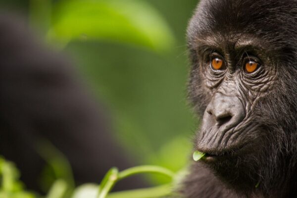 Discount Gorilla Tours Discount Gorilla Tours
