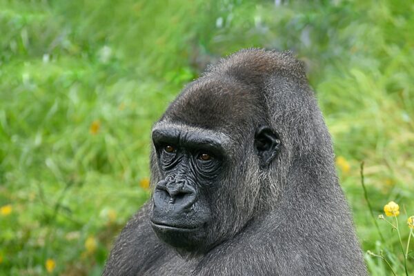 Eastern Lowland Gorilla Trekking Safari Eastern Lowland Gorilla Trekking Safari
