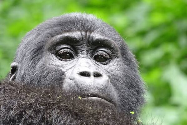Extra Gorilla Trekking Permit Extra Gorilla Trekking Permit