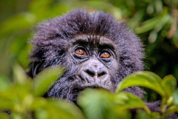 Extra Gorilla Trekking Permit Extra Gorilla Trekking Permit