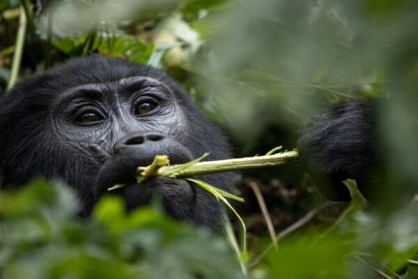 Extra Gorilla Trekking Permit Extra Gorilla Trekking Permit