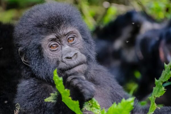 Gorilla Trekking From Rwanda To Uganda Gorilla Trekking From Rwanda To Uganda