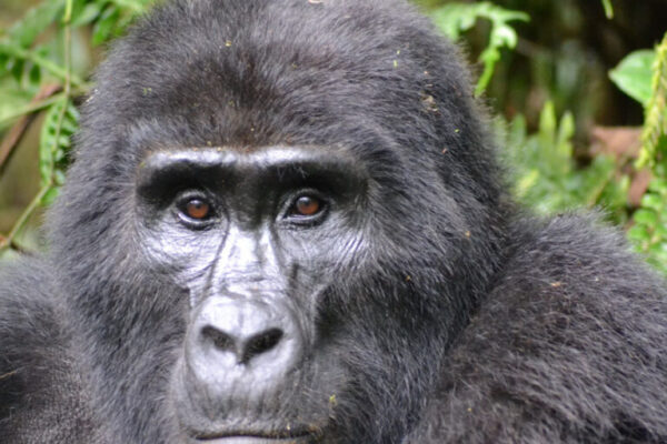 Gorilla Trekking From Rwanda To Uganda Gorilla Trekking From Rwanda To Uganda