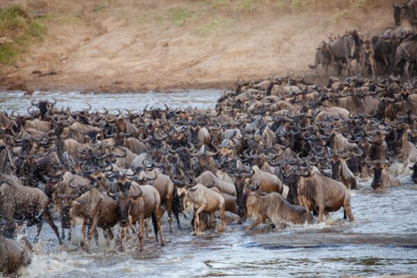 Kenya Safari Cost