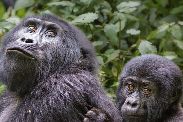 Lgbtq Rwanda Lgbtq Rwanda