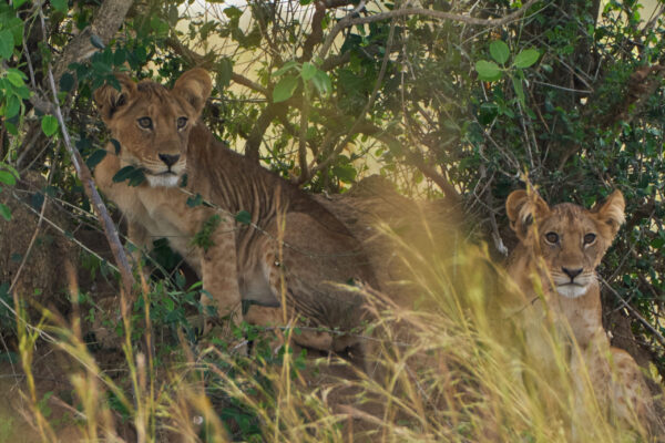 Lion Tracking Lion Tracking