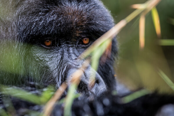 Long Rwanda Gorilla Trekking Safaris