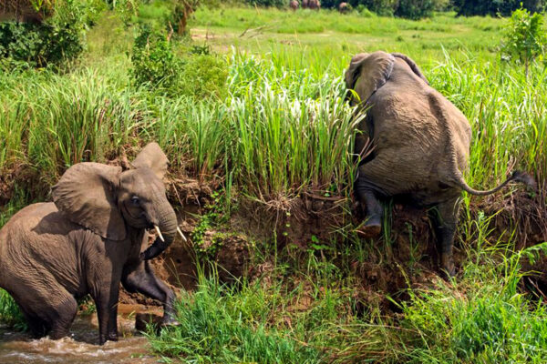 Luxury 10-Day Big Five & Conservation Safari (Ziwa, Murchison, Queen Elizabeth, Kidepo)