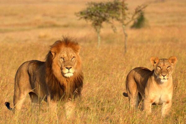 Luxury Balloon and Big Five Safari