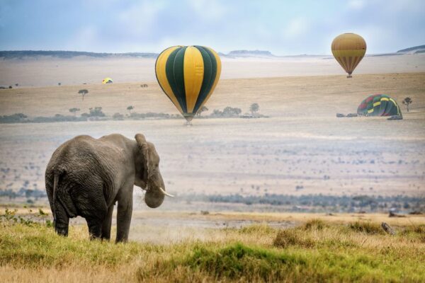 Luxury Balloon and Big Five Safari