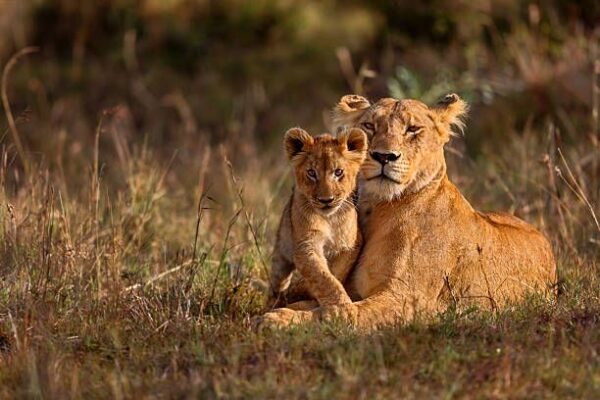 Luxury East Africa Safaris Luxury East Africa Safaris