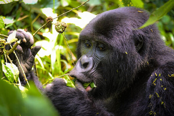 Luxury East Africa Safaris Luxury East Africa Safaris