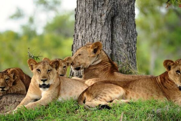 National Parks In Tanzania National Parks In Tanzania
