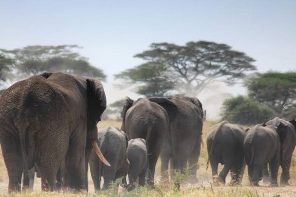 National Parks In Tanzania National Parks In Tanzania