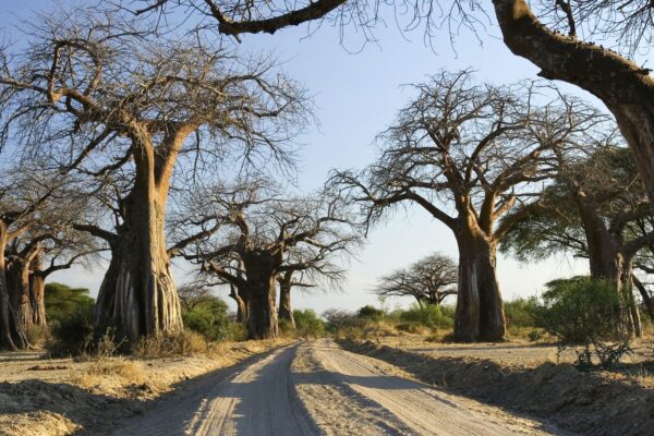 National Parks In Tanzania National Parks In Tanzania