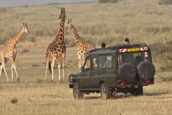 Northern Uganda Wildlife Safari Northern Uganda Wildlife Safari