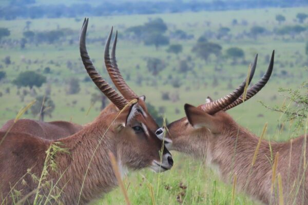 Northern Uganda Wildlife Safari Northern Uganda Wildlife Safari