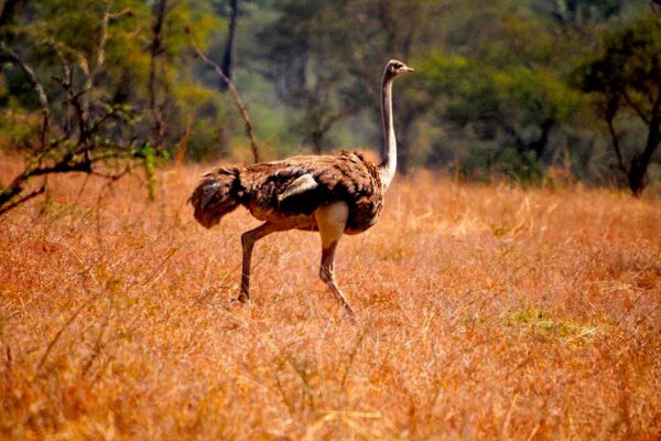 Northern Uganda Wildlife Safari Northern Uganda Wildlife Safari