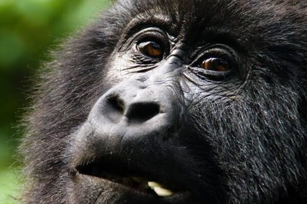 Rwanda Golf And Gorilla Trekking Rwanda Golf And Gorilla Trekking