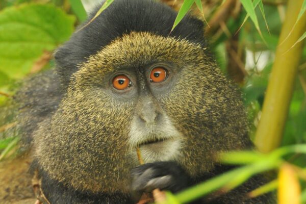 Rwanda Gorilla and Golden Monkey Rwanda Gorilla and Golden Monkey