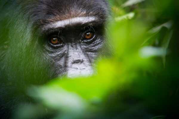 Rwanda Gorilla and Golden Monkey Rwanda Gorilla and Golden Monkey