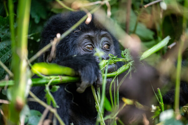 Rwanda Gorilla and Golden Monkey Rwanda Gorilla and Golden Monkey