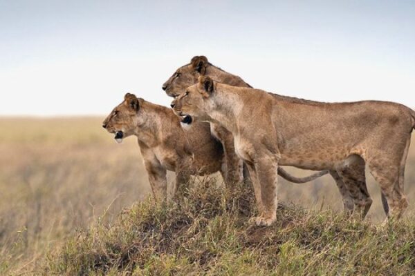 Serengeti Entrance Fees Serengeti Entrance Fees