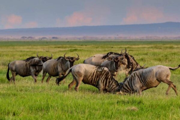 Serengeti Entrance Fees Serengeti Entrance Fees