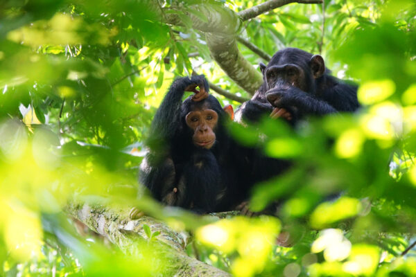 Short Uganda Safaris Short Uganda Safaris