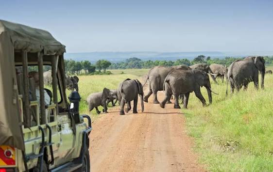 Tanzania Luxury Safari