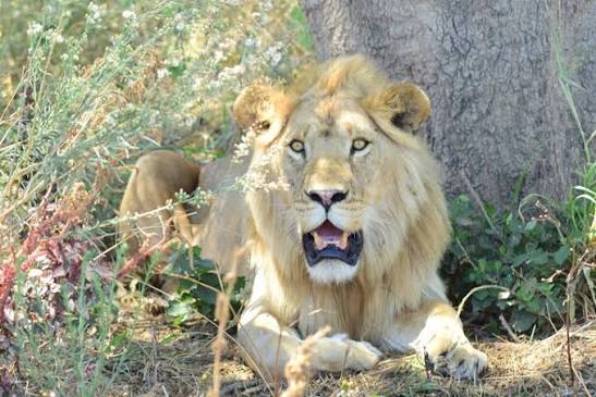 Tanzania Luxury Safari